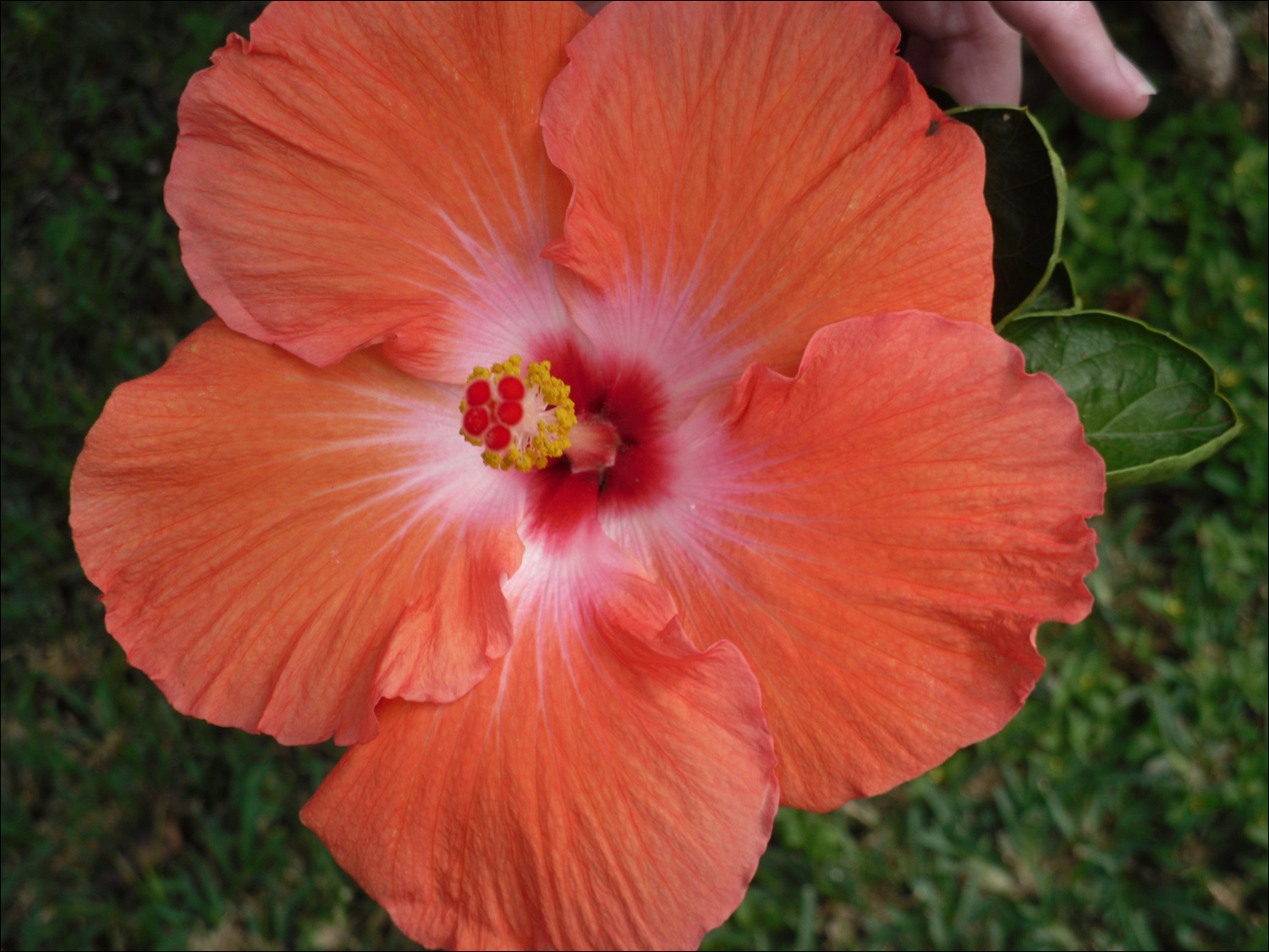 Various flowers of Kauai