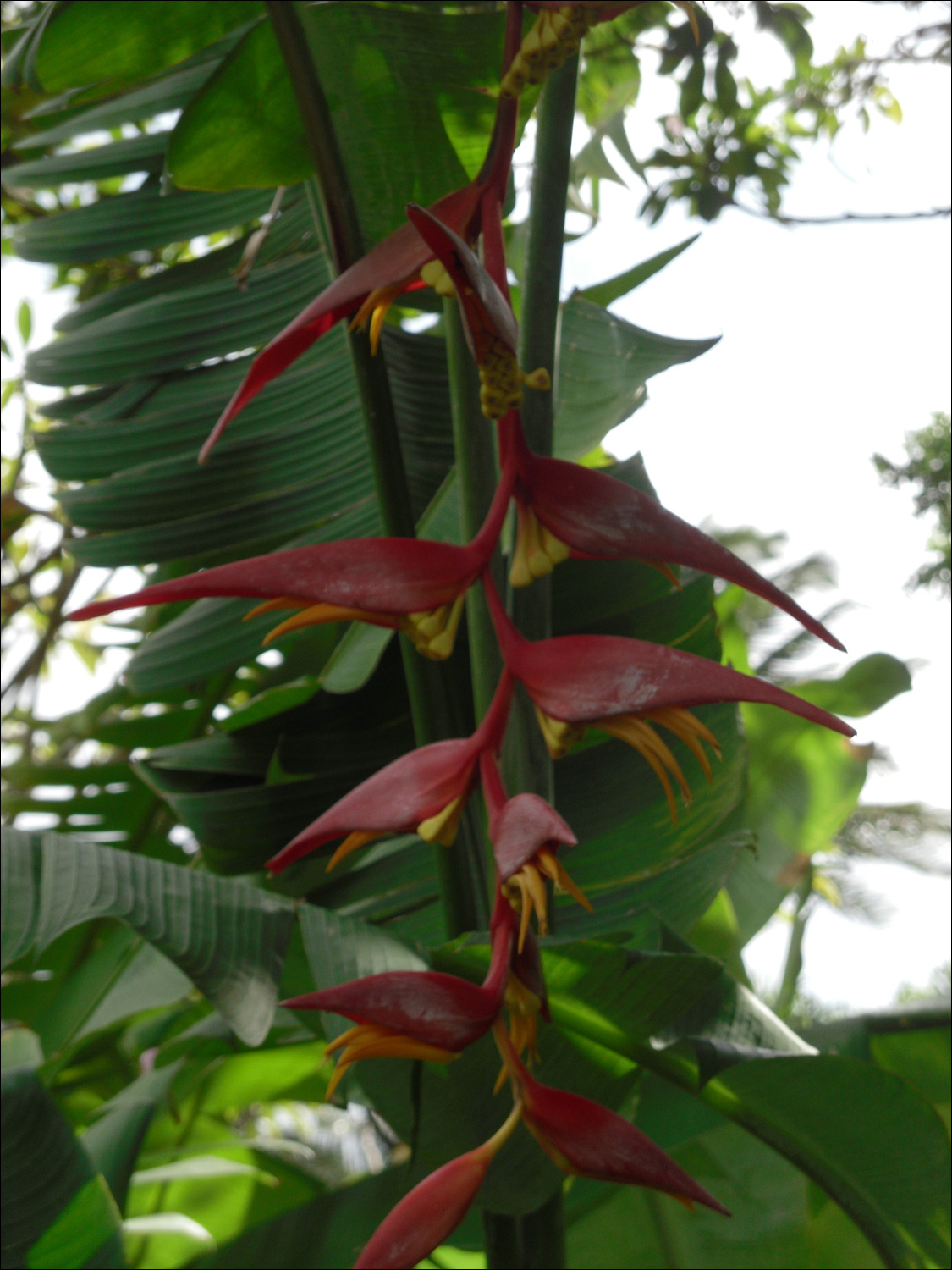 Various flowers of Kauai