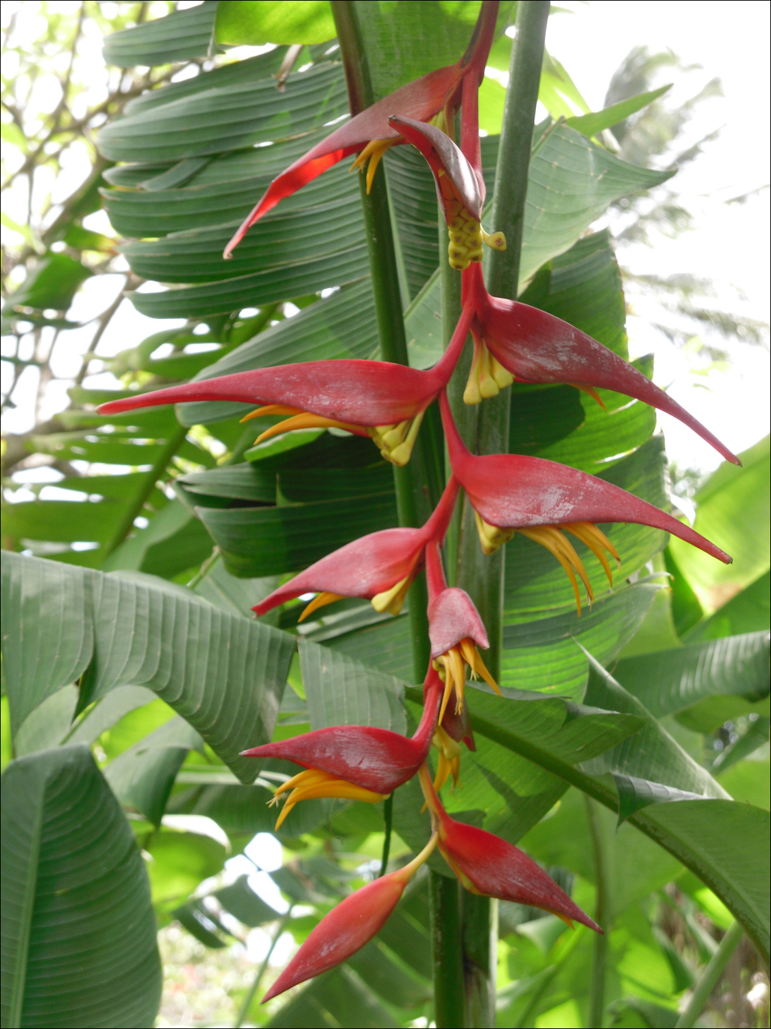 Various flowers of Kauai