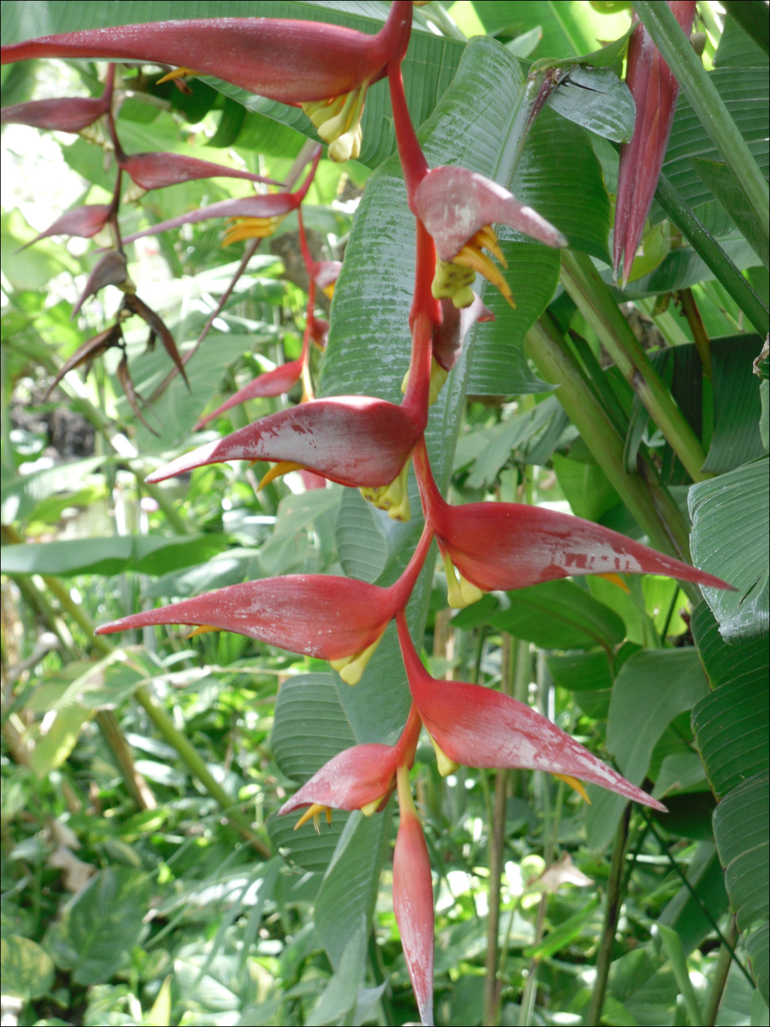 Various flowers of Kauai