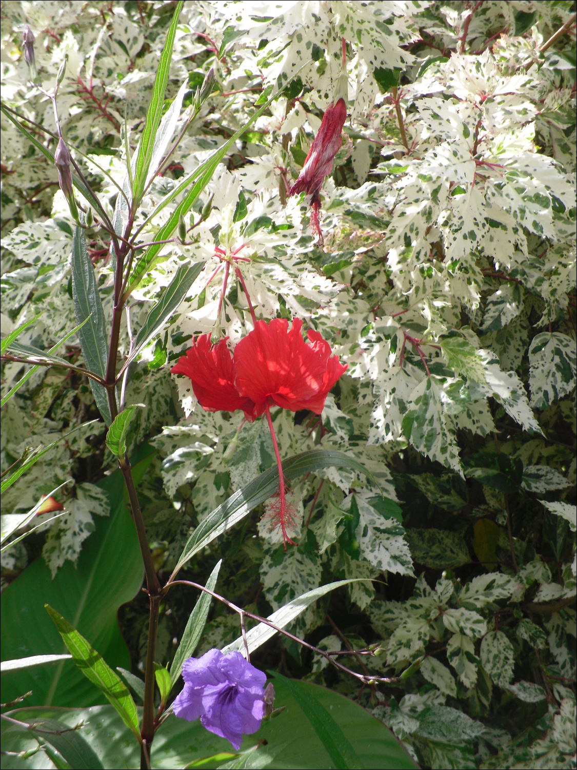 Various flowers of Kauai