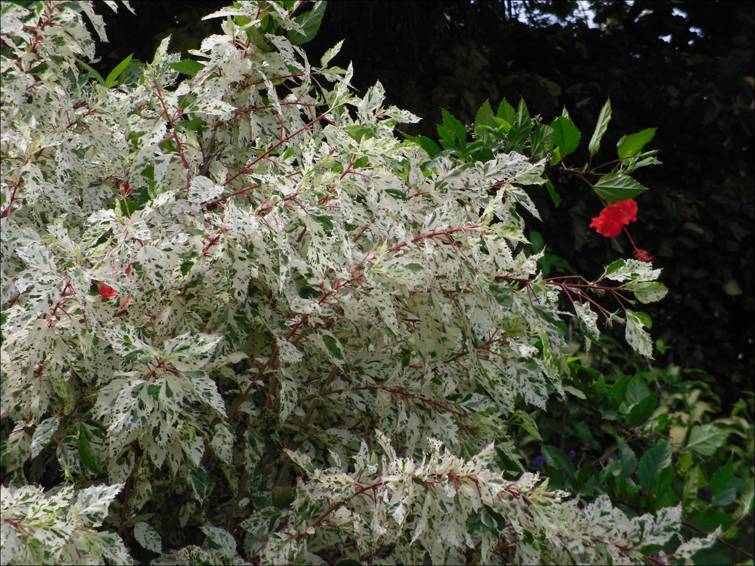 Various flowers of Kauai