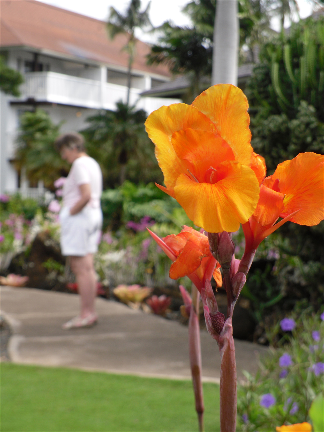 Various flowers of Kauai