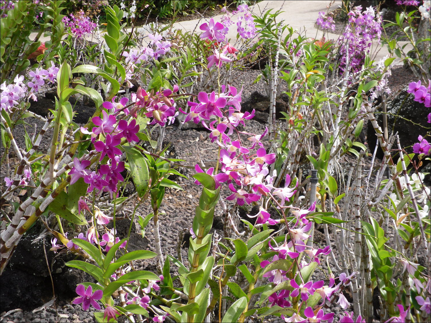 Various flowers of Kauai