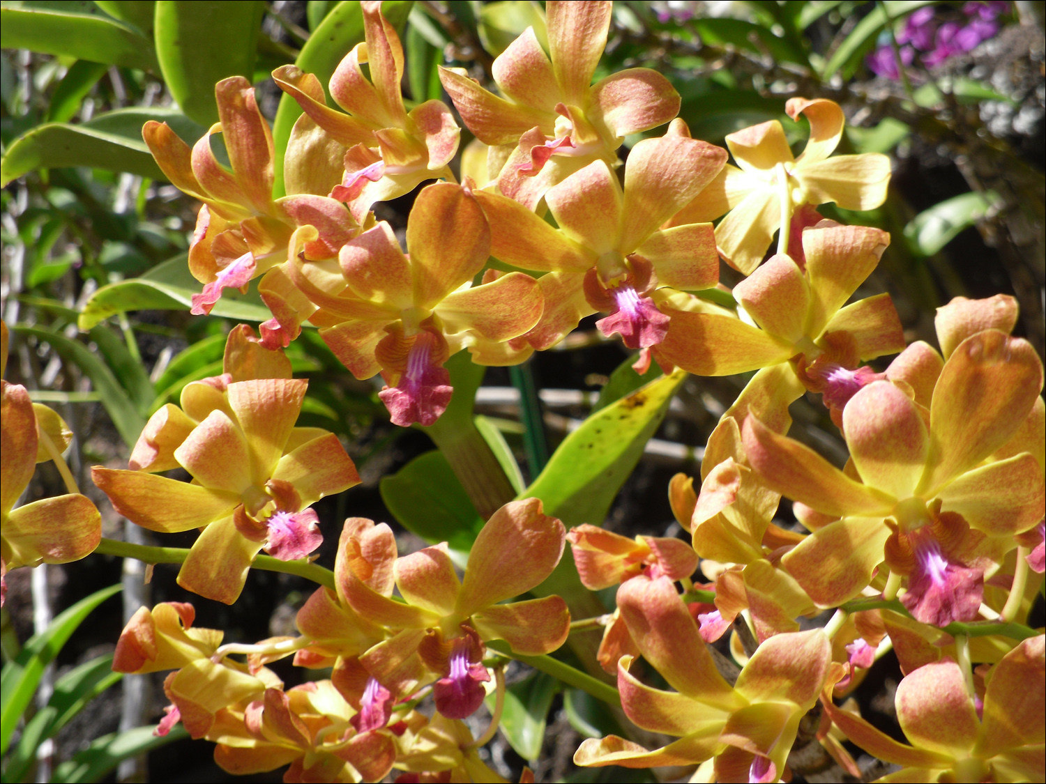 Various flowers of Kauai