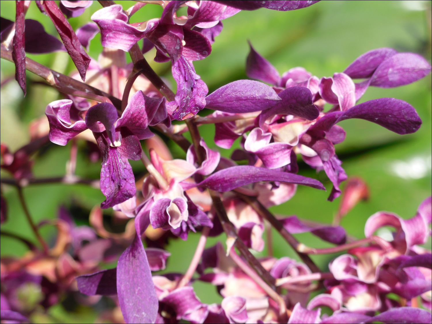 Various flowers of Kauai