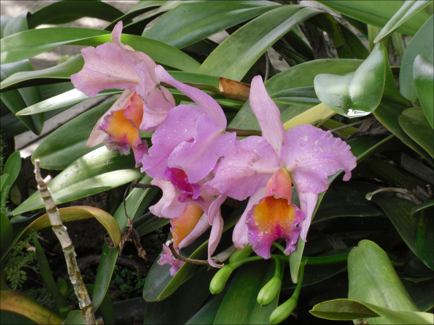 Various flowers of Kauai