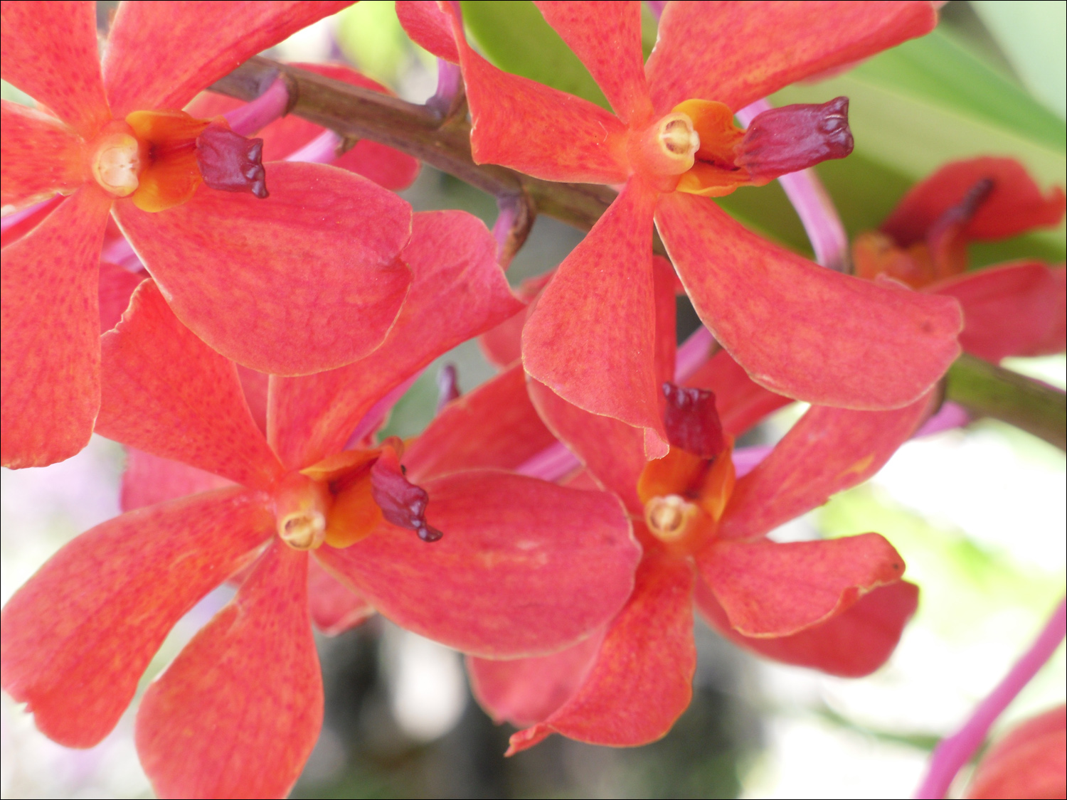 Various flowers of Kauai