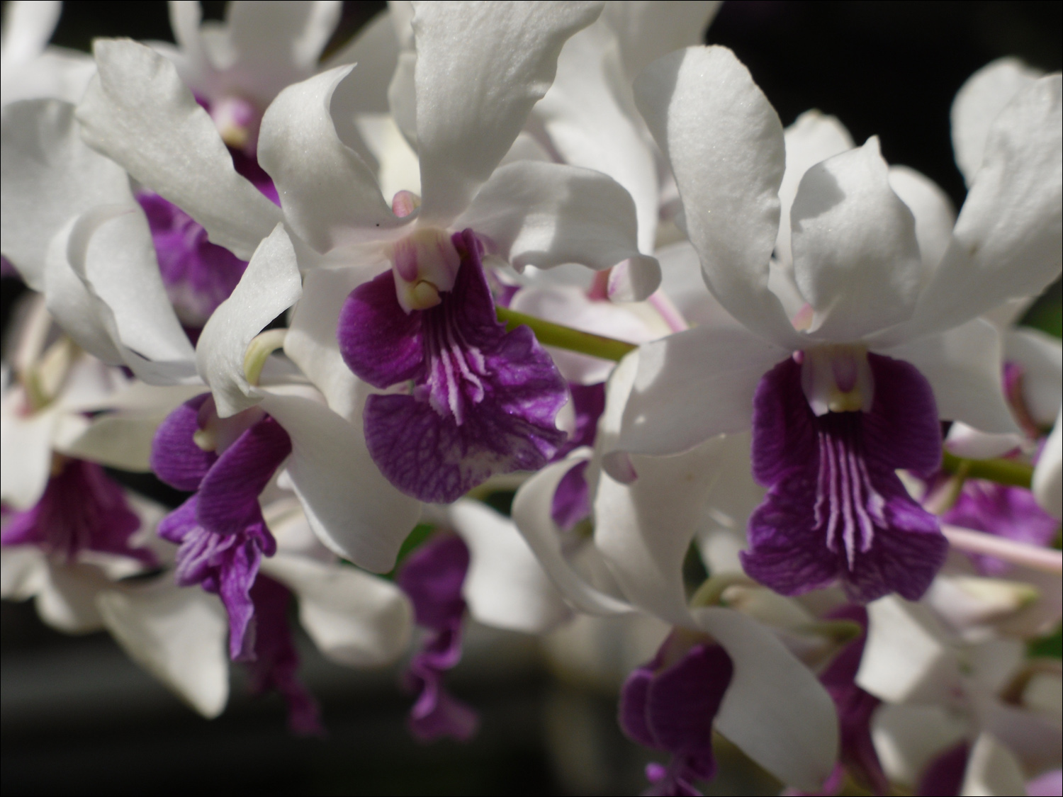 Various flowers of Kauai