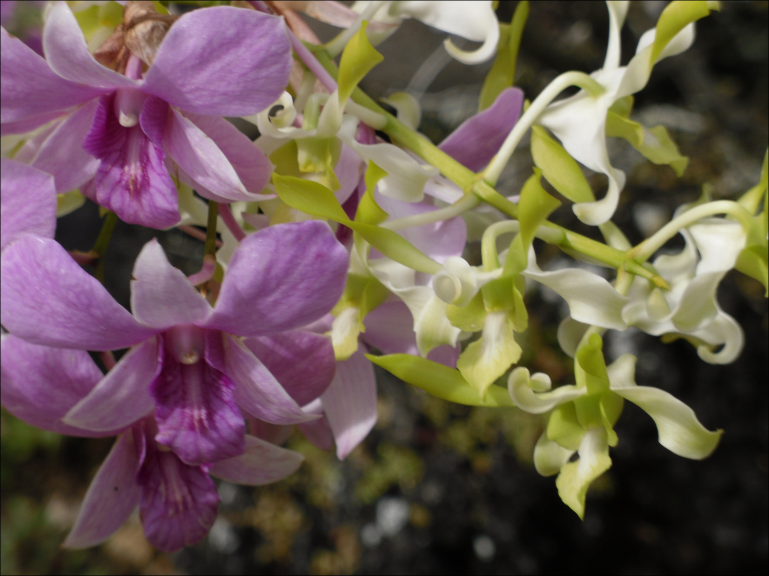 Various flowers of Kauai