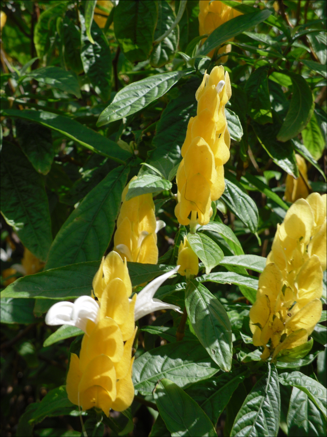 Various flowers of Kauai