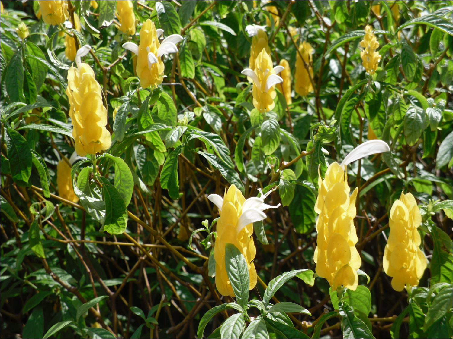 Various flowers of Kauai