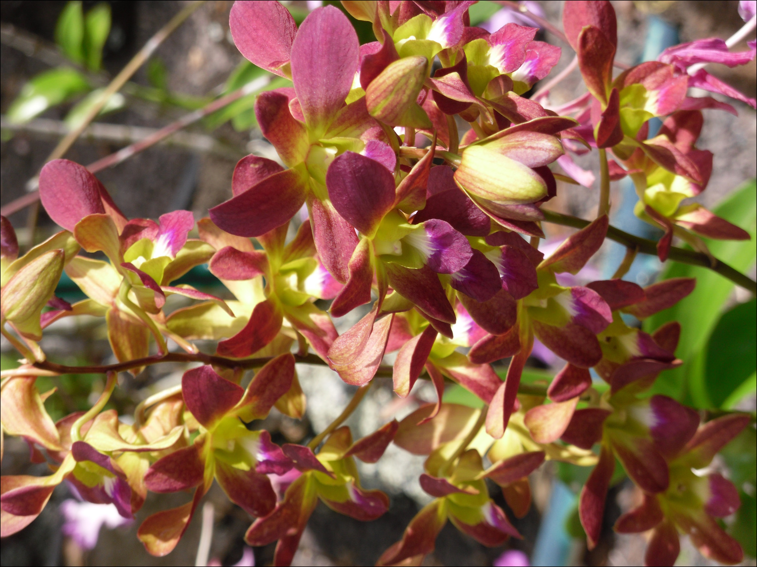 Various flowers of Kauai