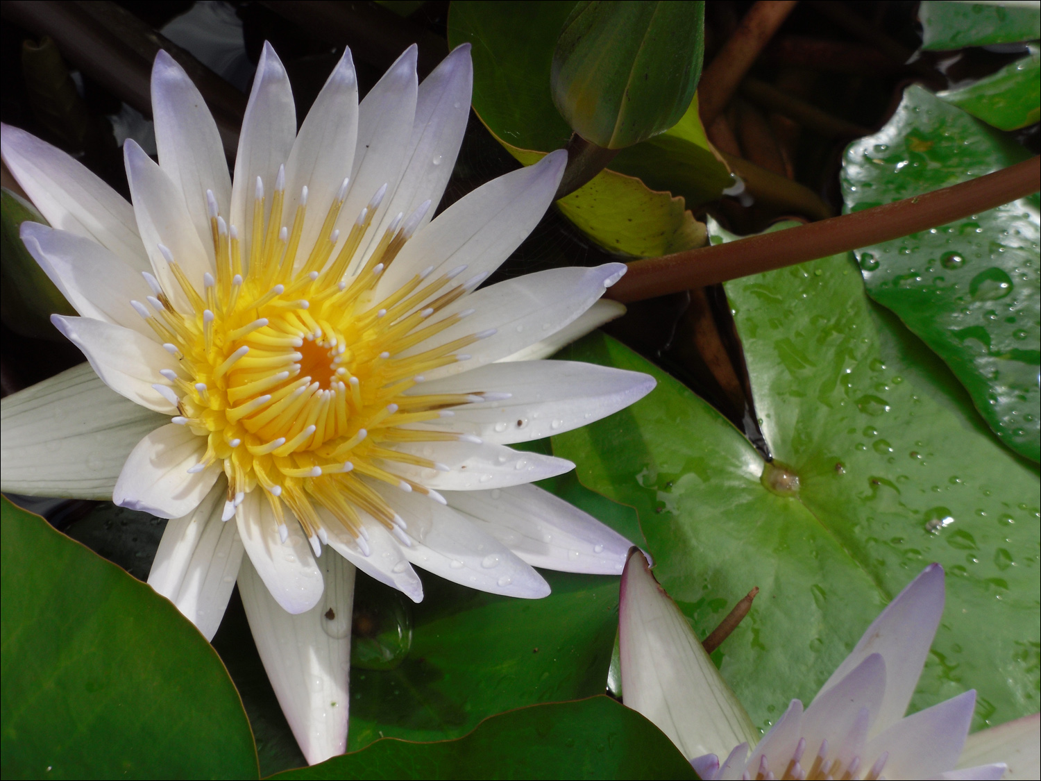 Various flowers of Kauai