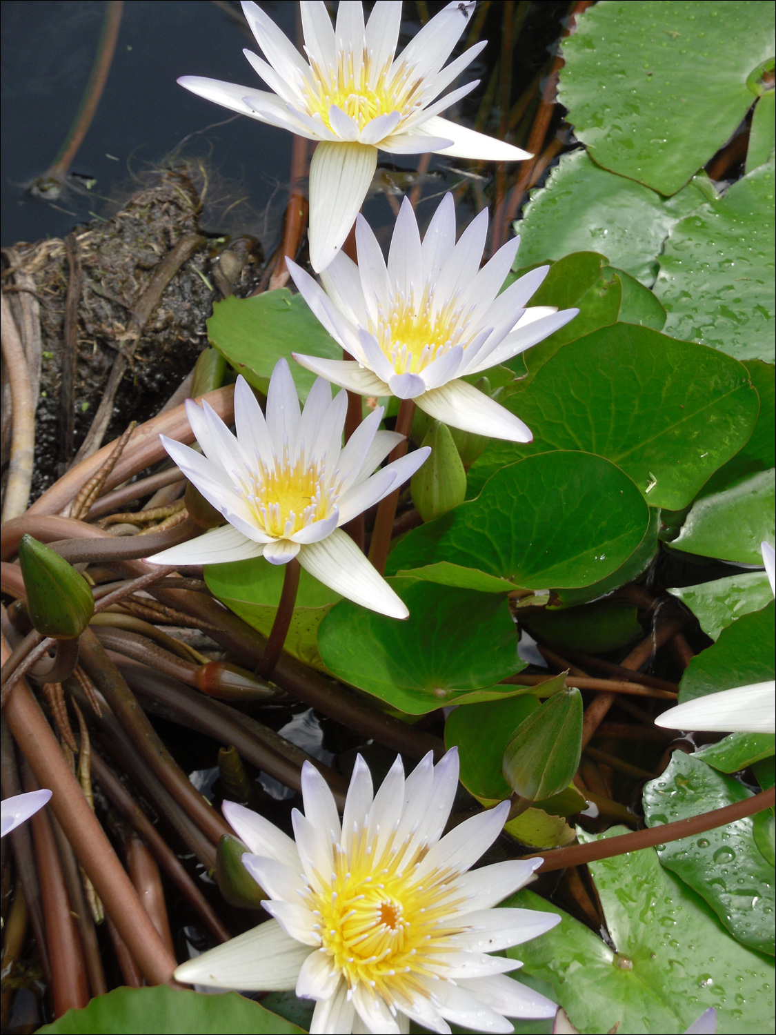 Various flowers of Kauai