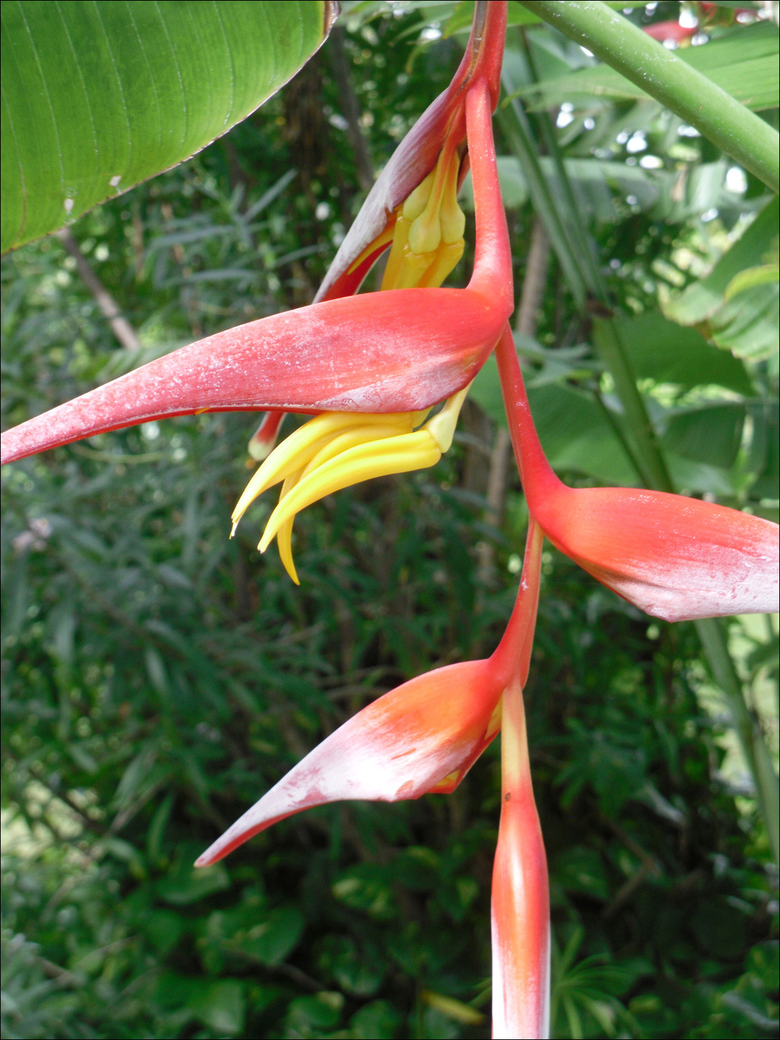 Various flowers of Kauai