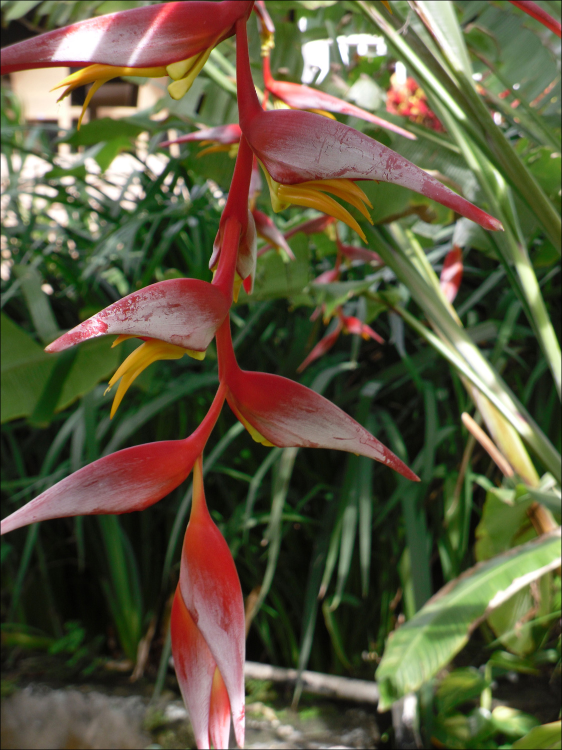 Various flowers of Kauai