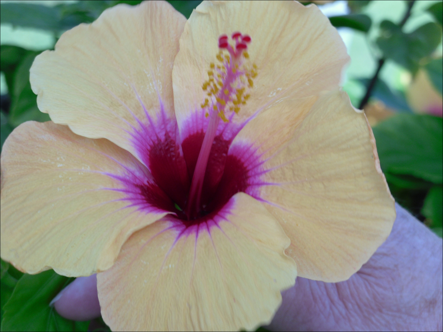 Various flowers of Kauai