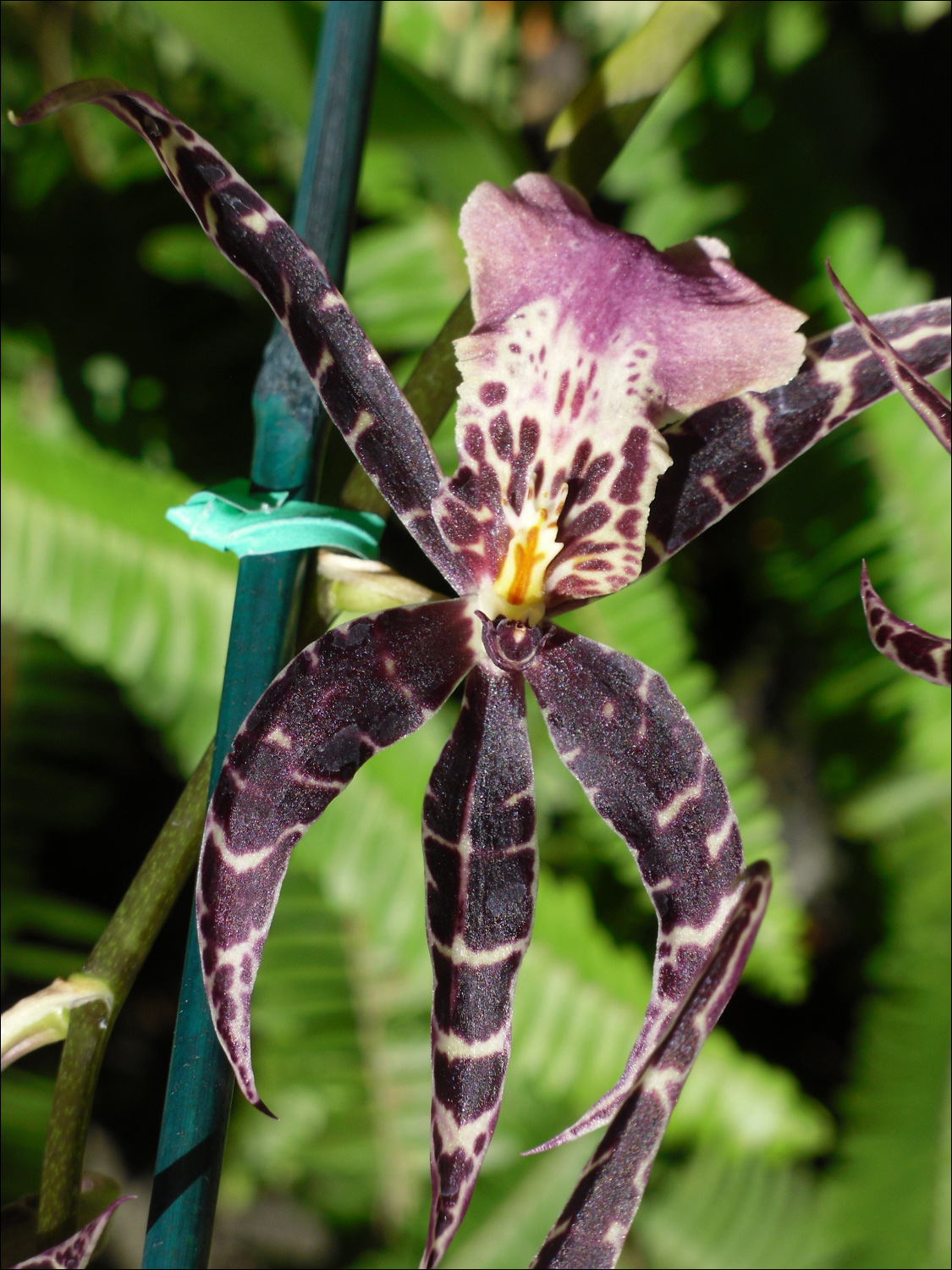 Various flowers of Kauai