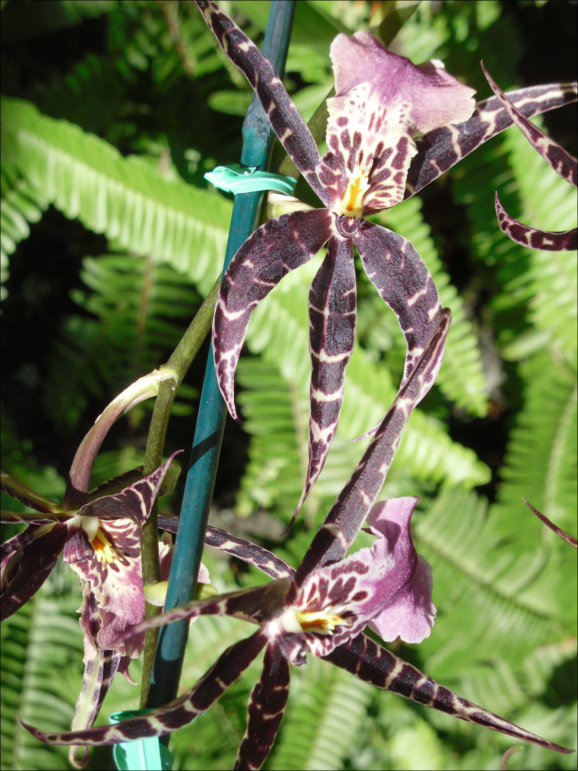 Various flowers of Kauai