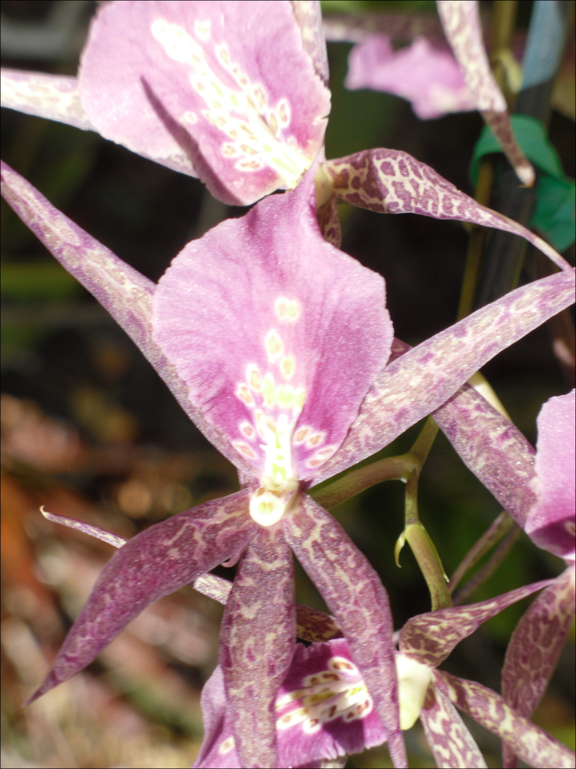 Various flowers of Kauai