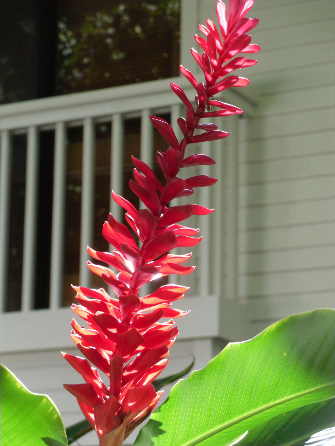 Various flowers of Kauai