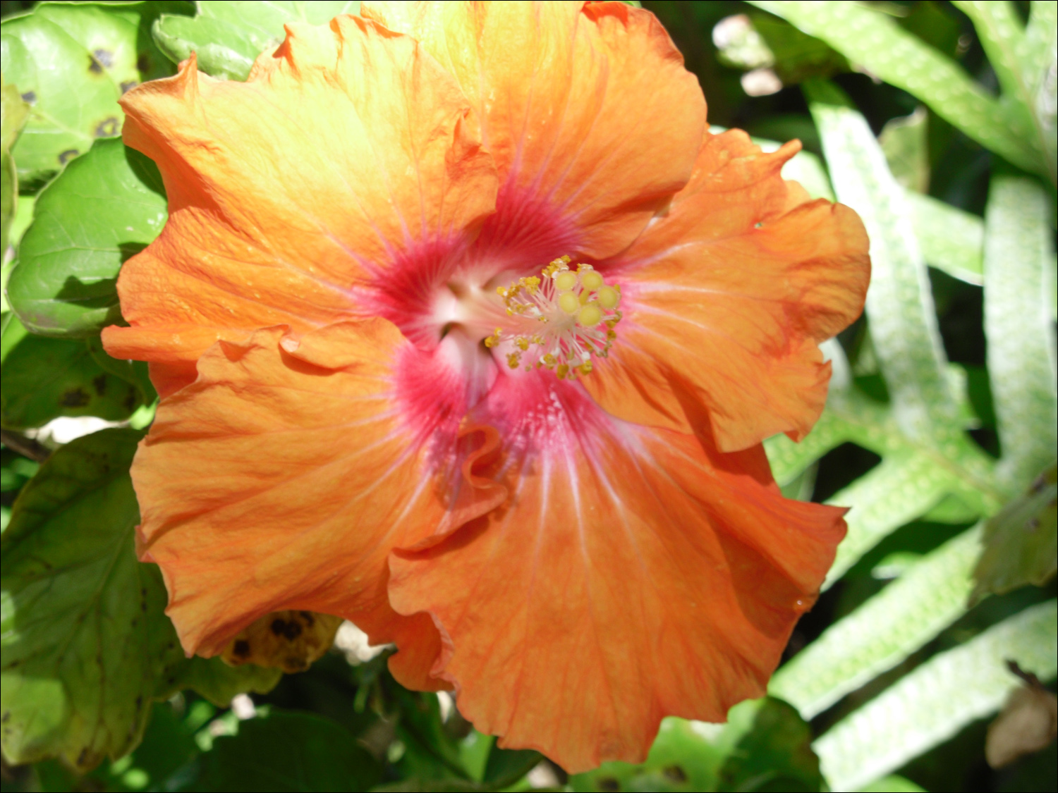 Various flowers of Kauai