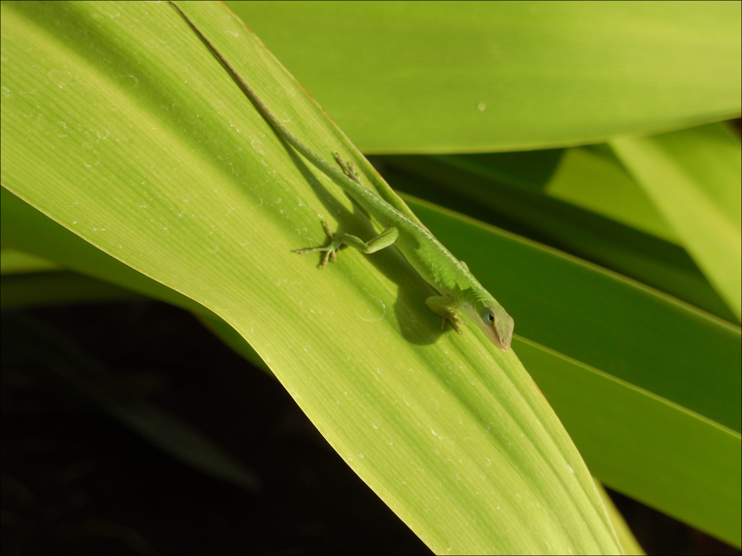 Gecko