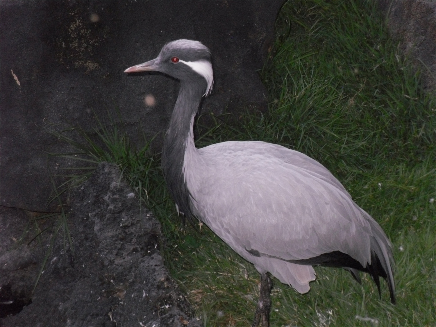 Demoiselle Crane