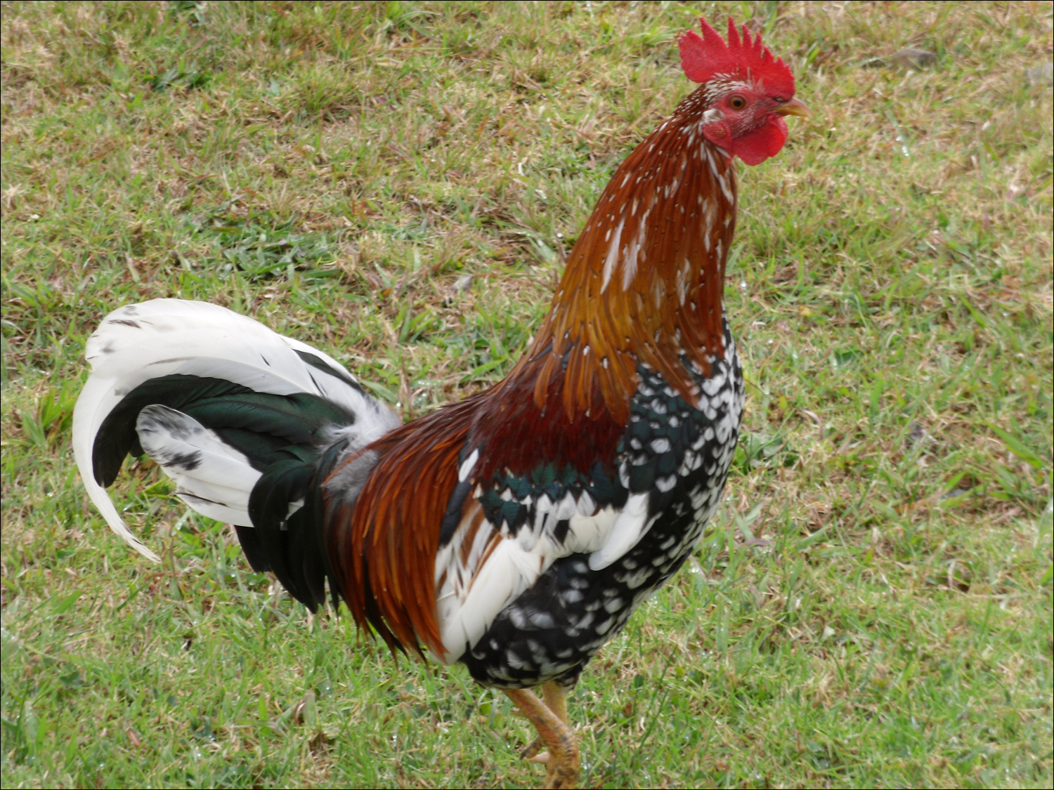 Rooster at Kokee lodge