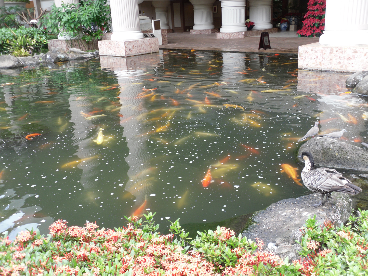 Scenery from the Marriot lagoon