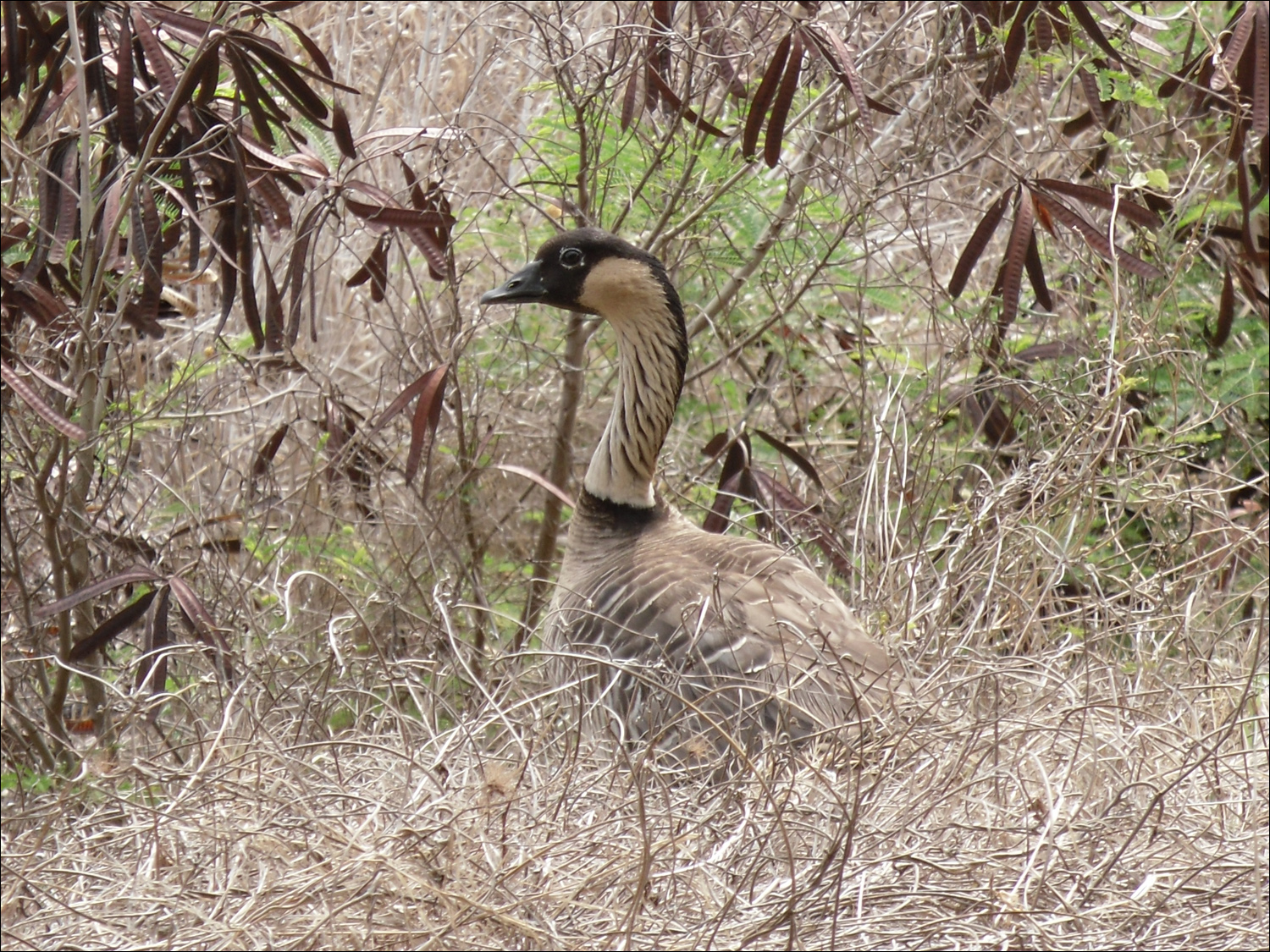 Nenes near Ninini point lighthouse