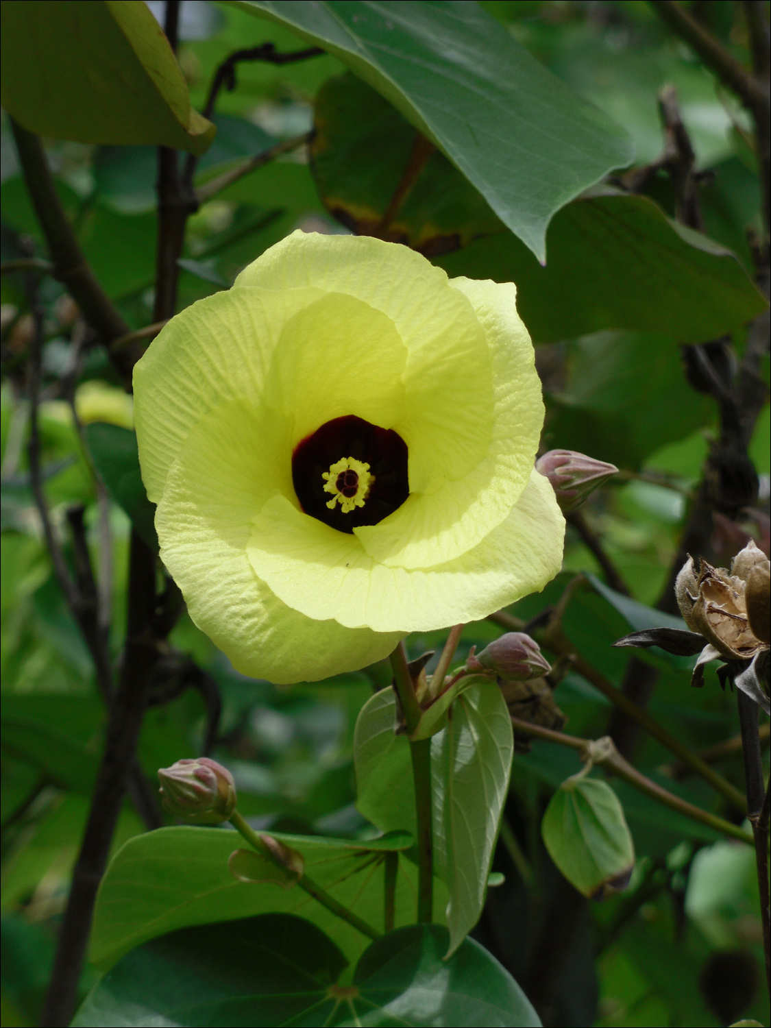 Yellow flower (Hau)