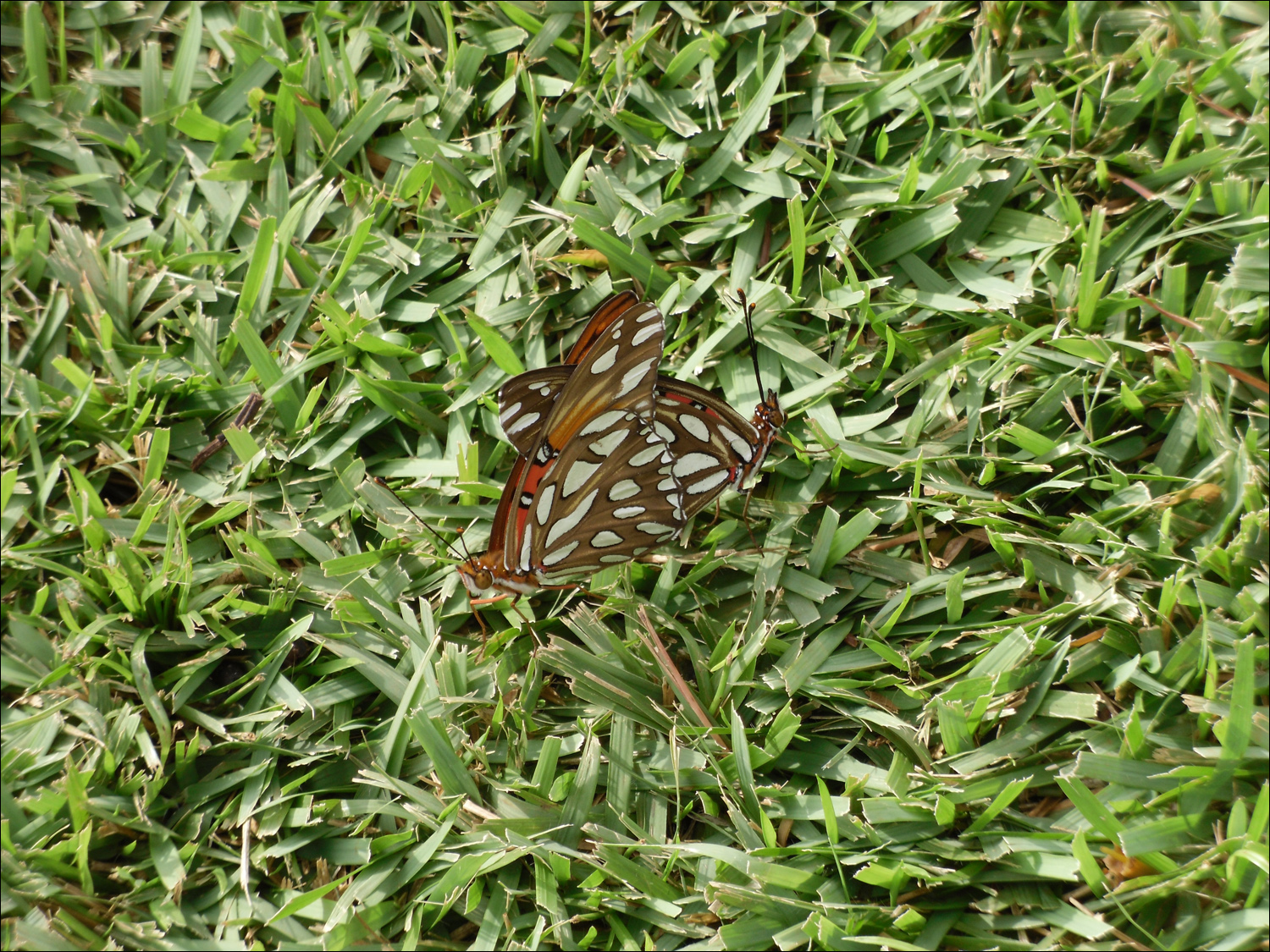 Butterfly on grass