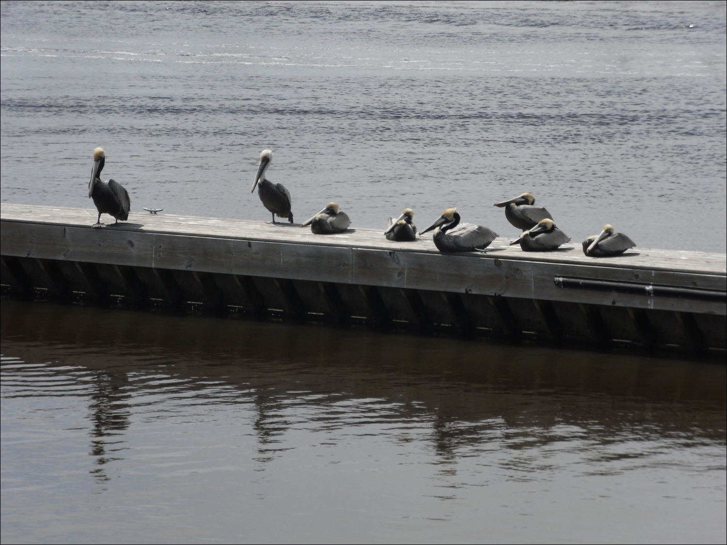 Pelicans at the Carabelle, FL marina