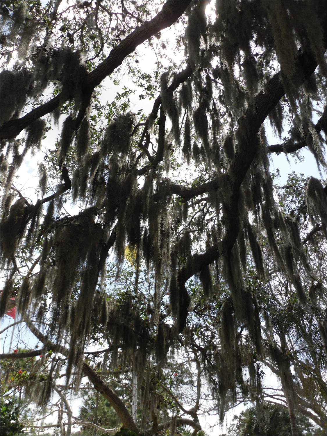 John & Mabel Ringling Museum-spanish moss