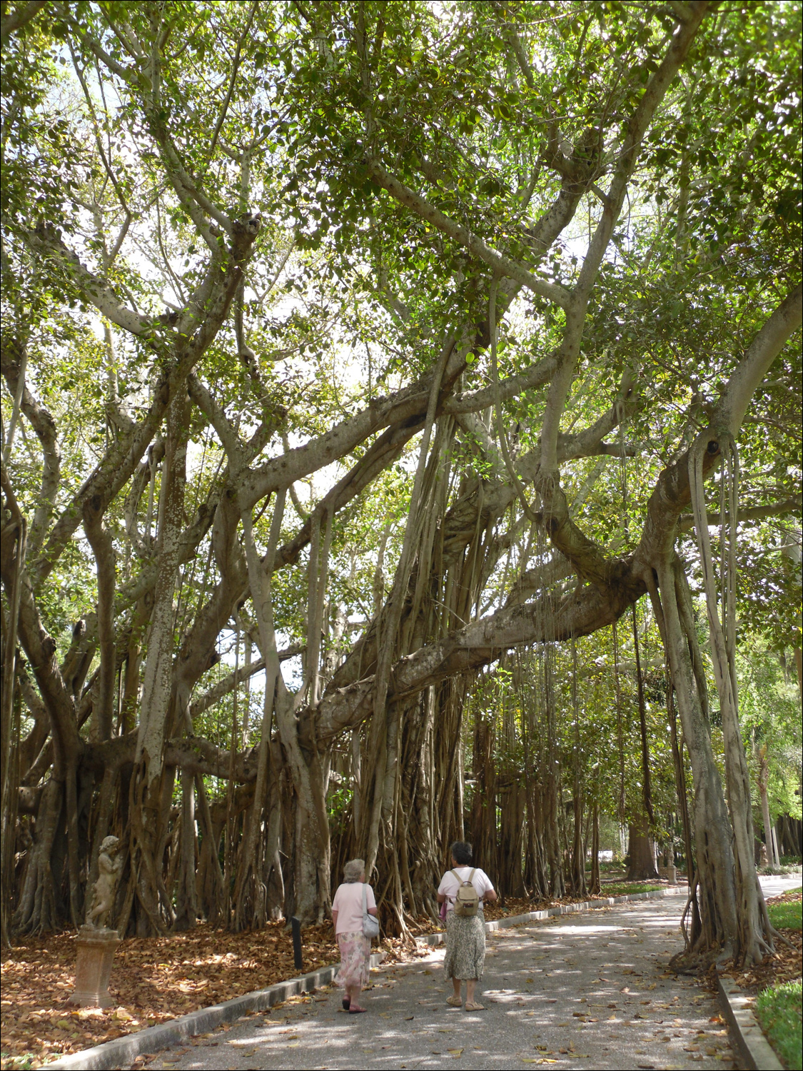 John & Mabel Ringling Museum-banyan trees