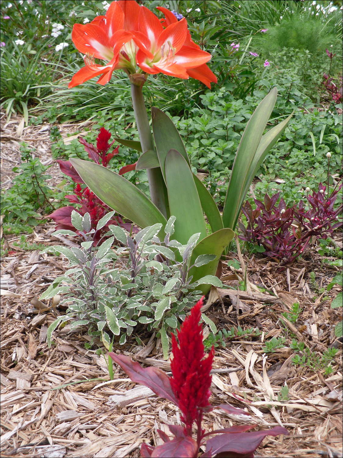 John & Mabel Ringling Museum-flowers at Secret Garden next to mansion