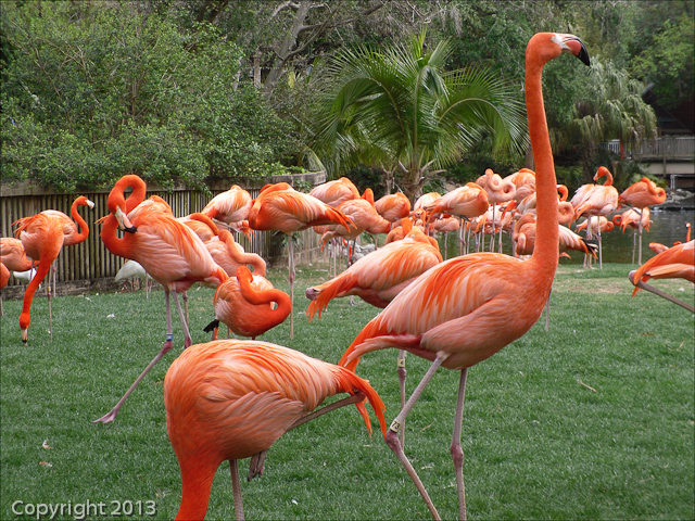 Busch Gardens