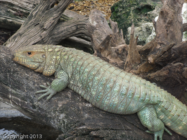 Busch Gardens