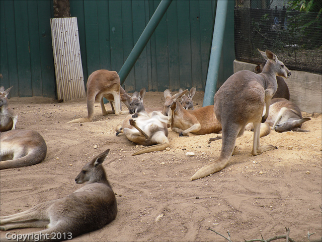 Busch Gardens