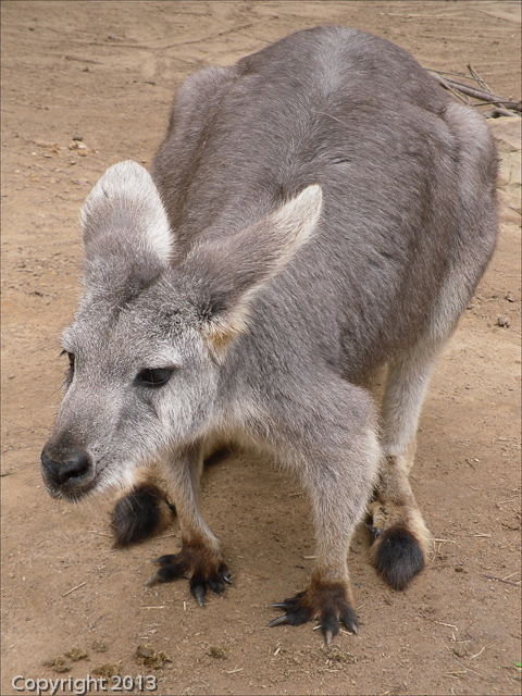 Busch Gardens