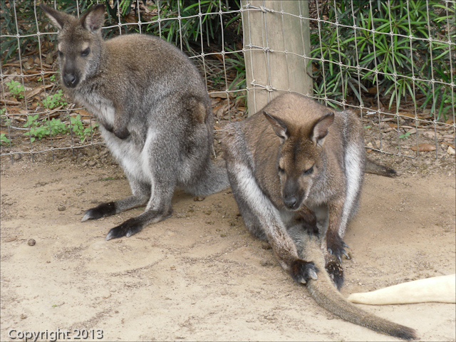 Busch Gardens