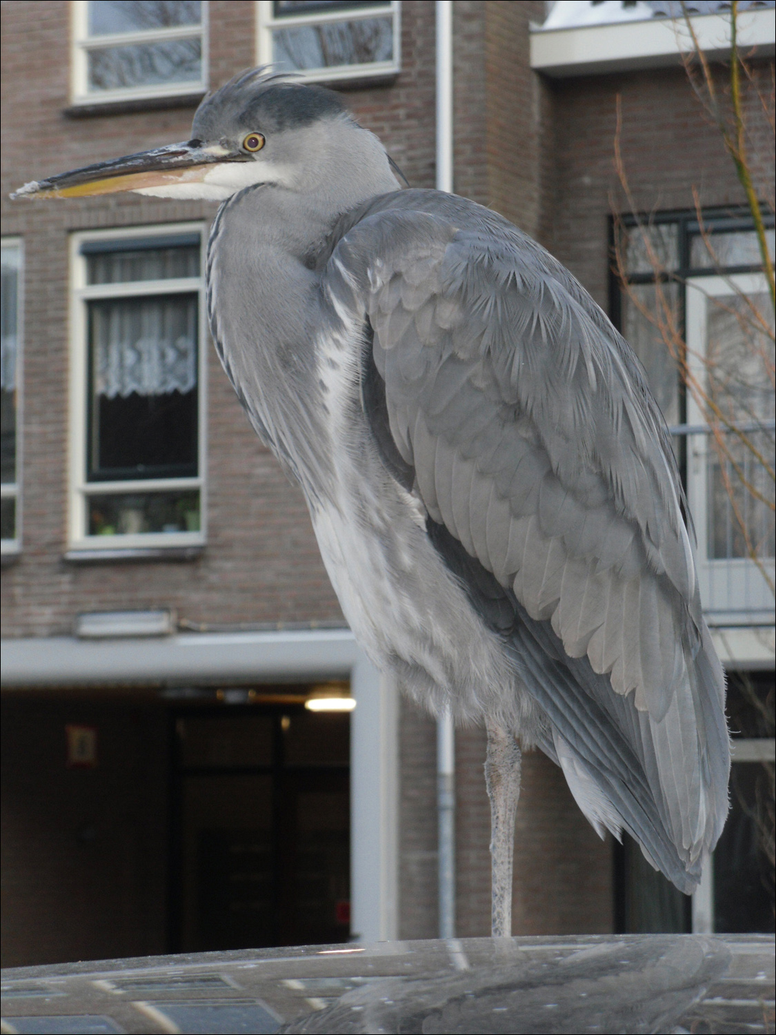 Delft-this guy was about 2 ft tall, standing on top of a car