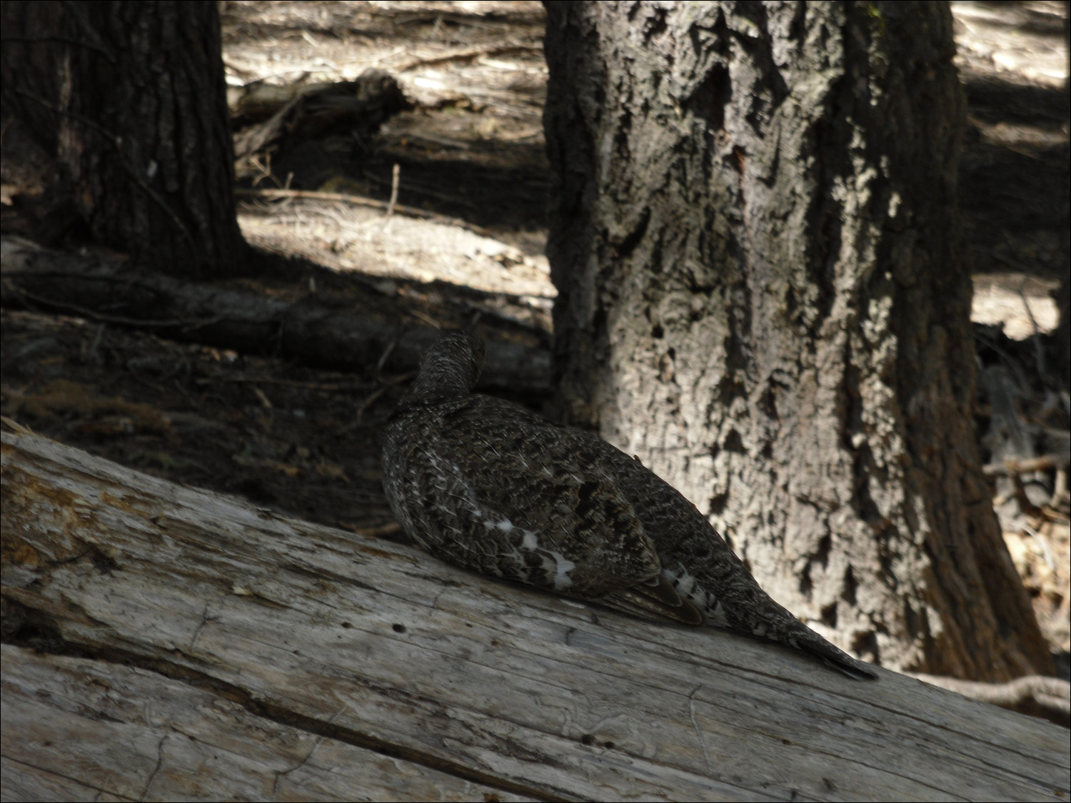 Hike up to Glacier Point- Wildlife along the way